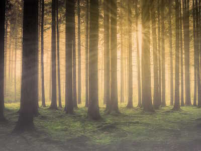 I misteri della foresta