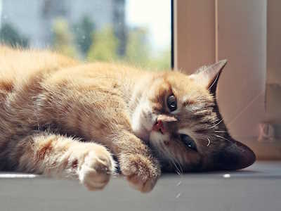 Un gatto che si rilassa